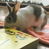 ウサギの本をうさぎのさくらちゃんが推薦します